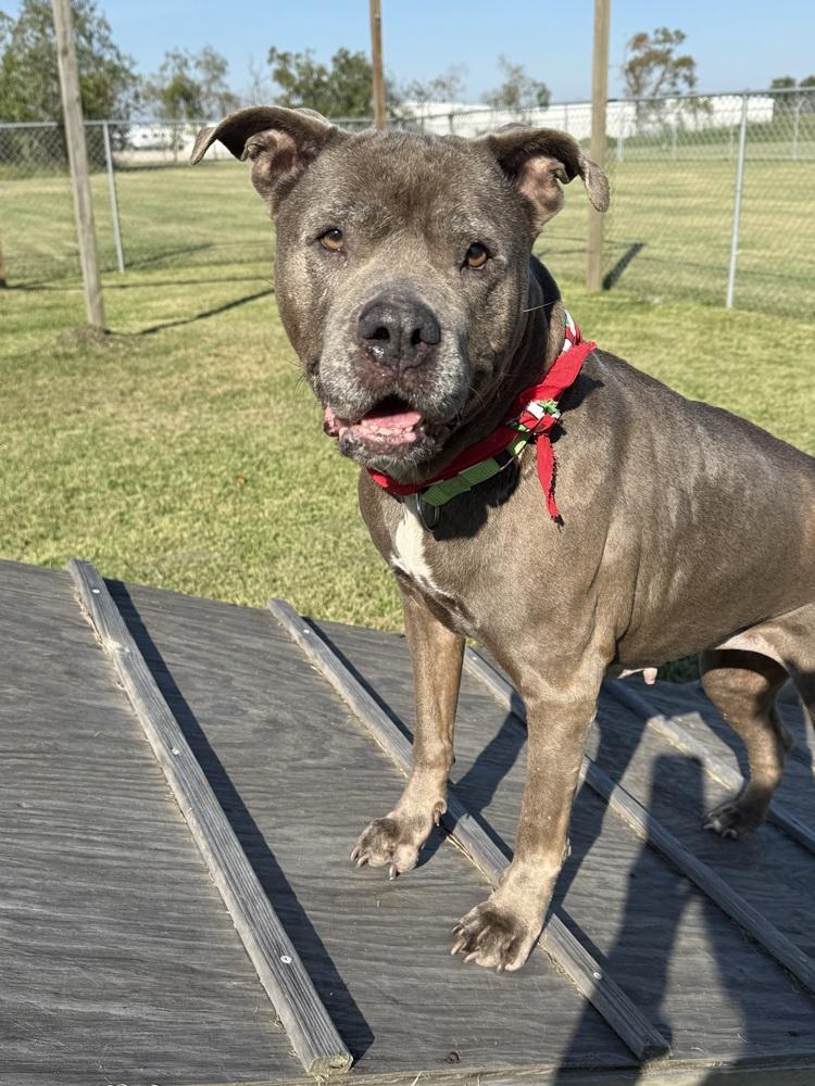 Enlarge Maggie, a Adoptable mixed breed in San Leon, TX image 6/6