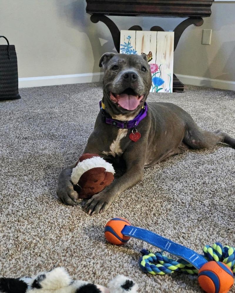 Enlarge Maggie, a Adoptable mixed breed in San Leon, TX image 6/6