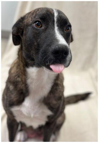 Mackie, Adoptable, Adult Female Boxer & Pit Bull Terrier.
