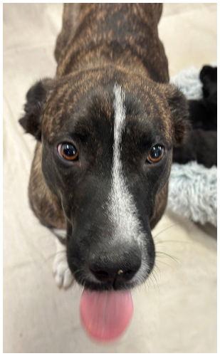 Enlarge Mackie, a Adoptable mixed breed in Oak Ridge, TN image 2/3