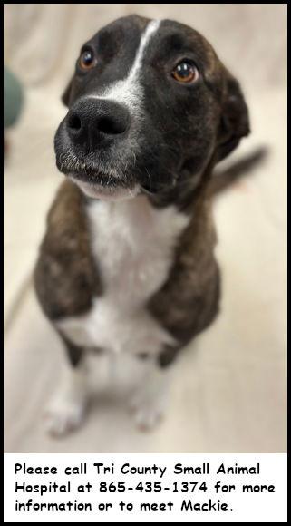 Enlarge Mackie, a Adoptable mixed breed in Oak Ridge, TN image 3/3