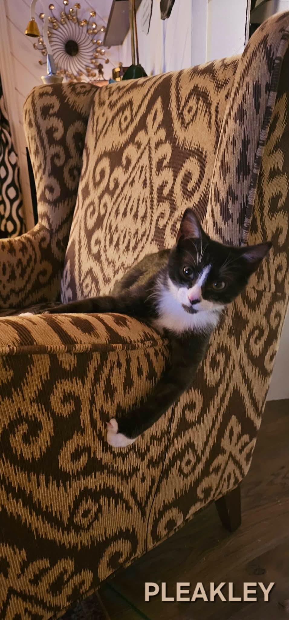 Pleakley, a Adoptable Domestic Short Hair in Fort Oglethorpe, GA image 3/5