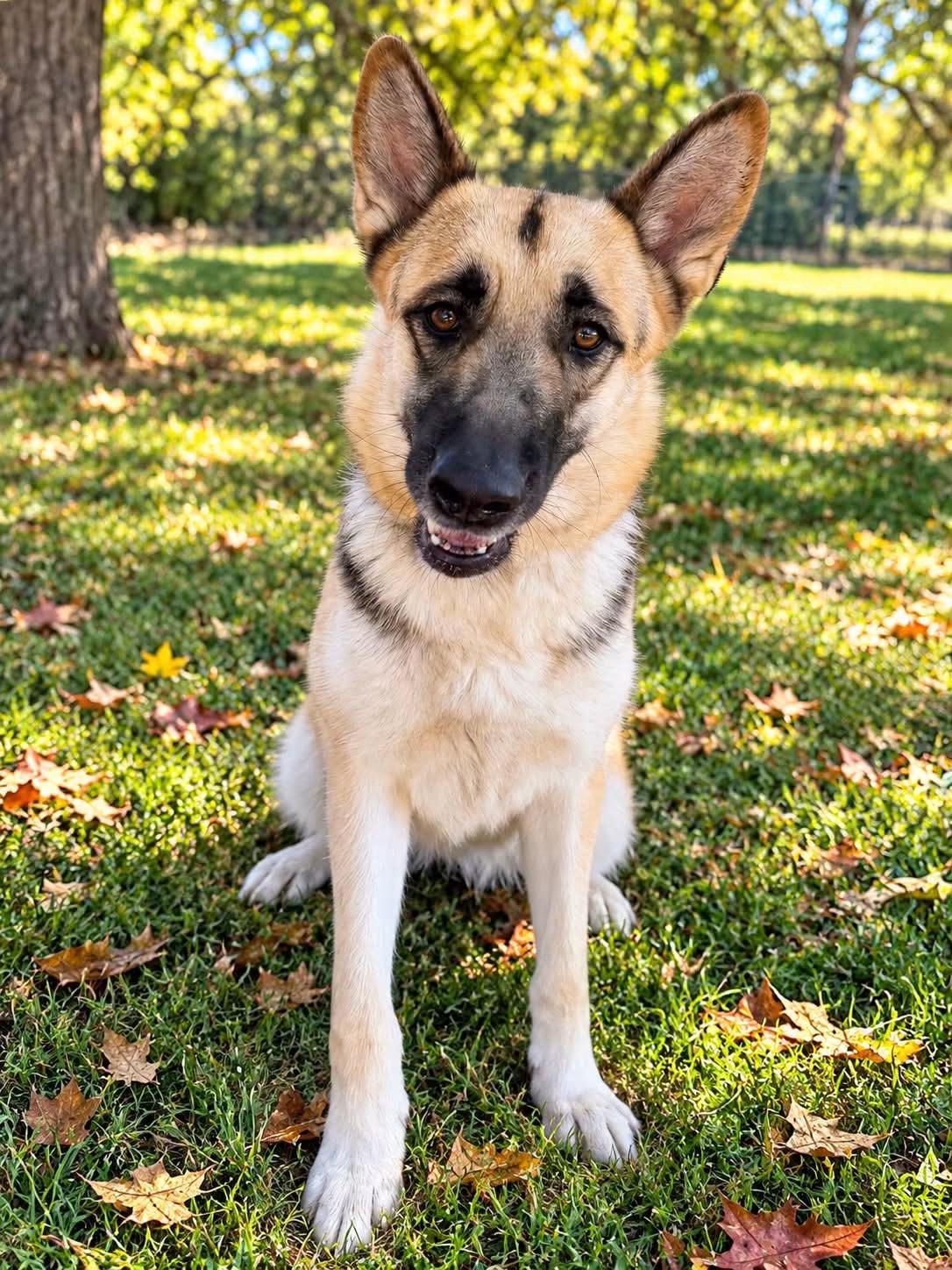 Enlarge Lainey, a Adoptable mixed breed in Jefferson City, MO image 2/6