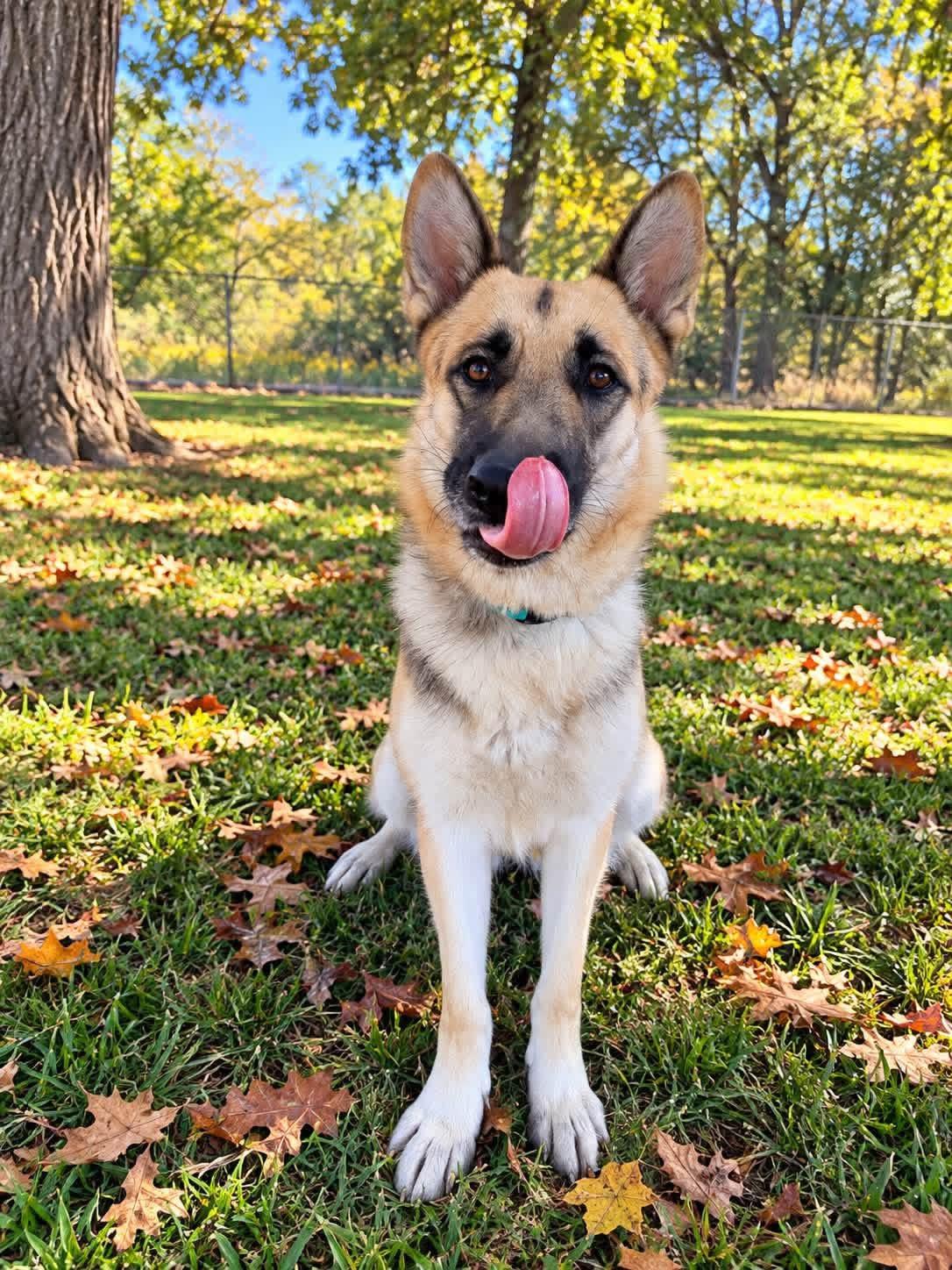 Enlarge Lainey, a Adoptable mixed breed in Jefferson City, MO image 4/6
