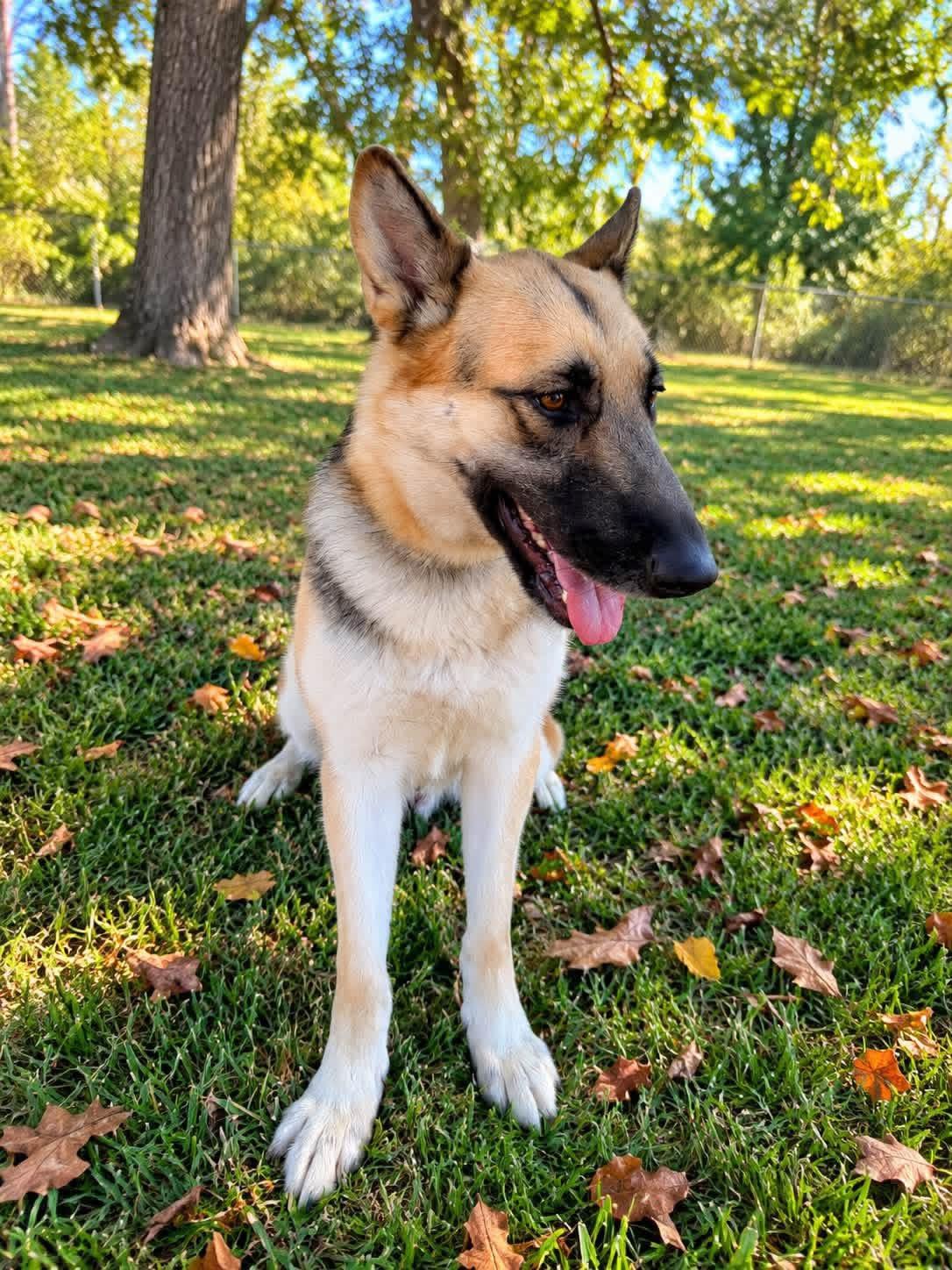 Enlarge Lainey, a Adoptable mixed breed in Jefferson City, MO image 3/6