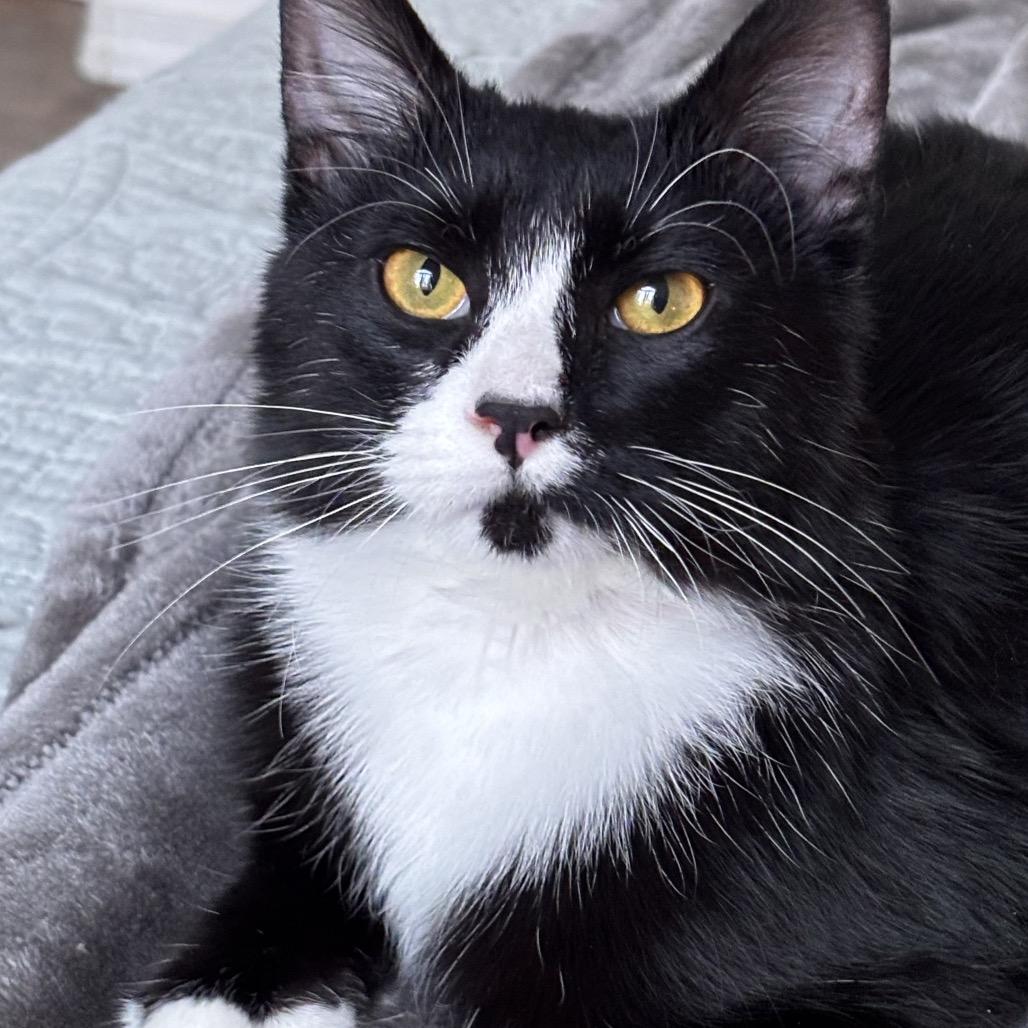 Enlarge Mr Pickles, a Adoptable Domestic Medium Hair in Kenai, AK image 1/3