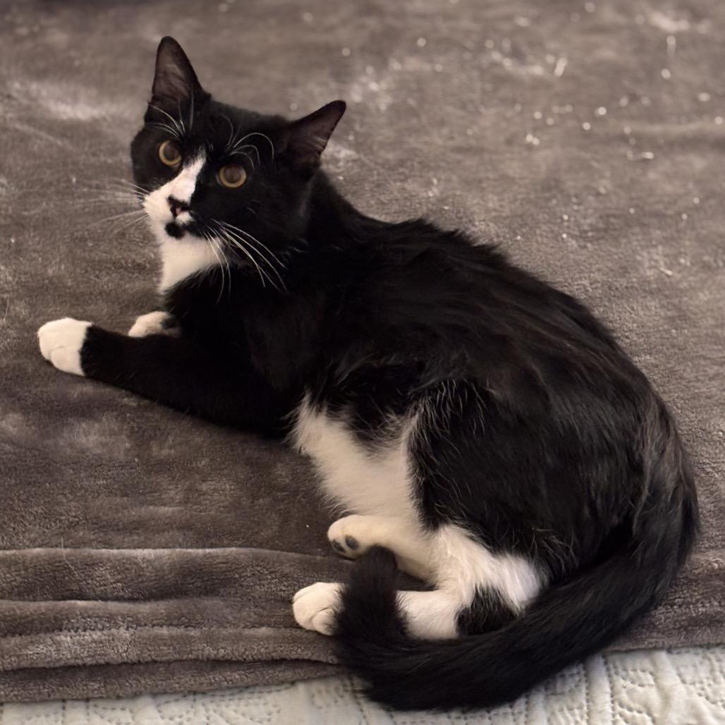 Enlarge Mr Pickles, a Adoptable Domestic Medium Hair in Kenai, AK image 2/3