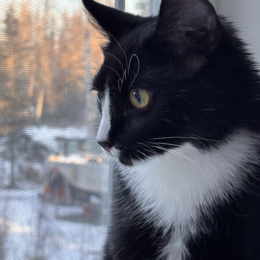 Enlarge Mr Pickles, a Adoptable Domestic Medium Hair in Kenai, AK image 3/3