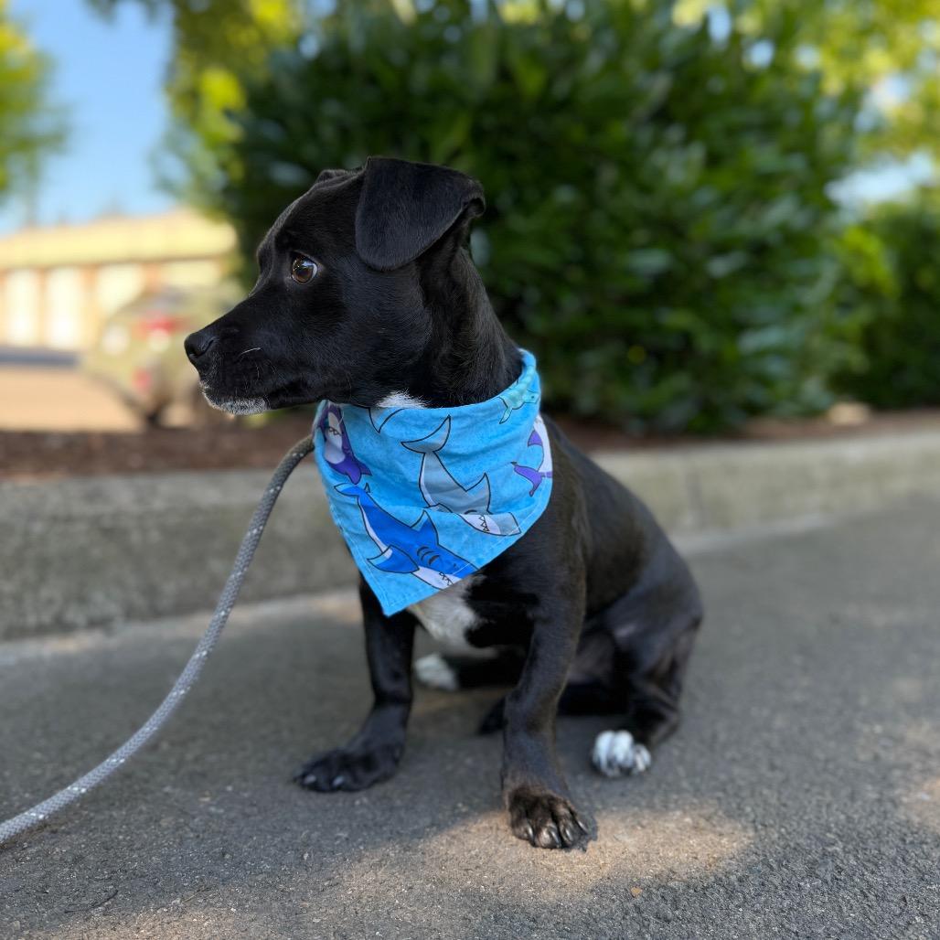 Atlantic, Adoptable, Young Male Pit Bull Terrier & Mixed Breed.