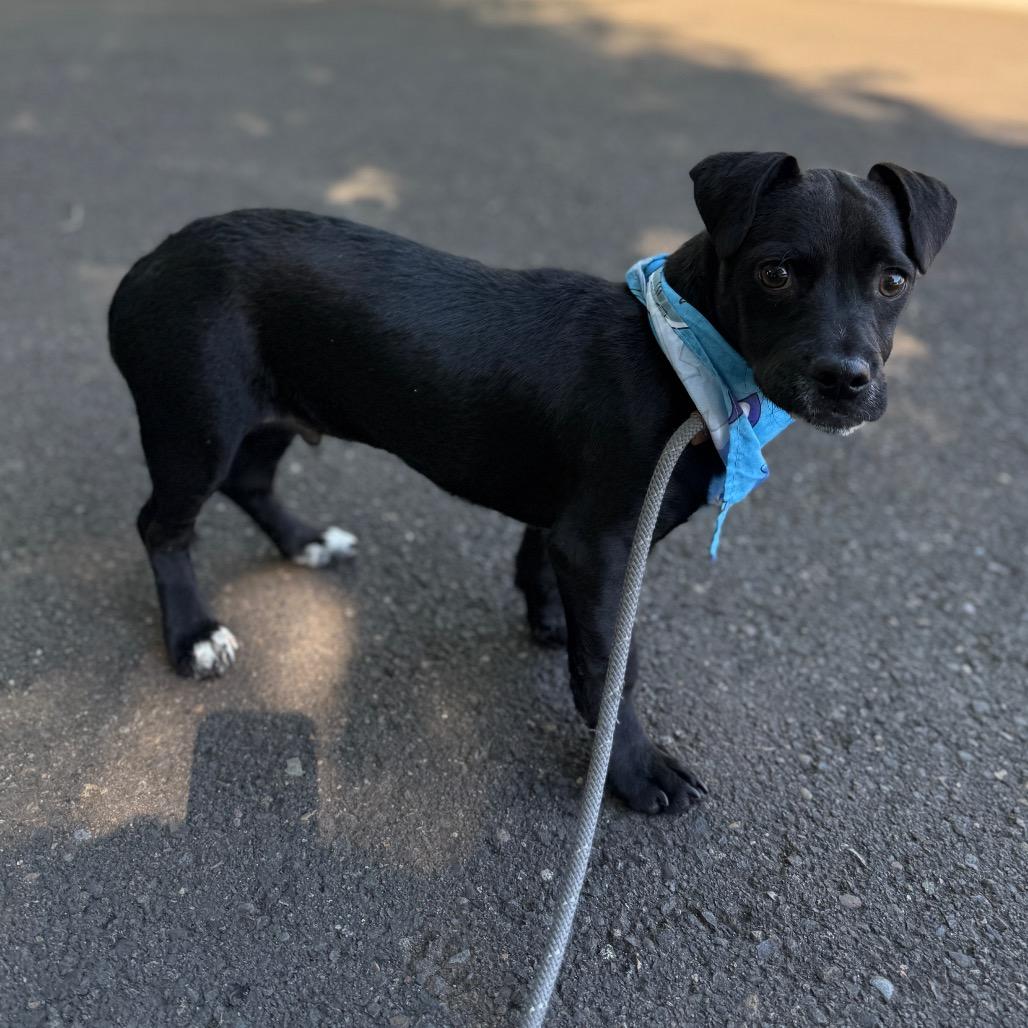 Atlantic, a Adoptable mixed breed in Newberg, OR image 2/6