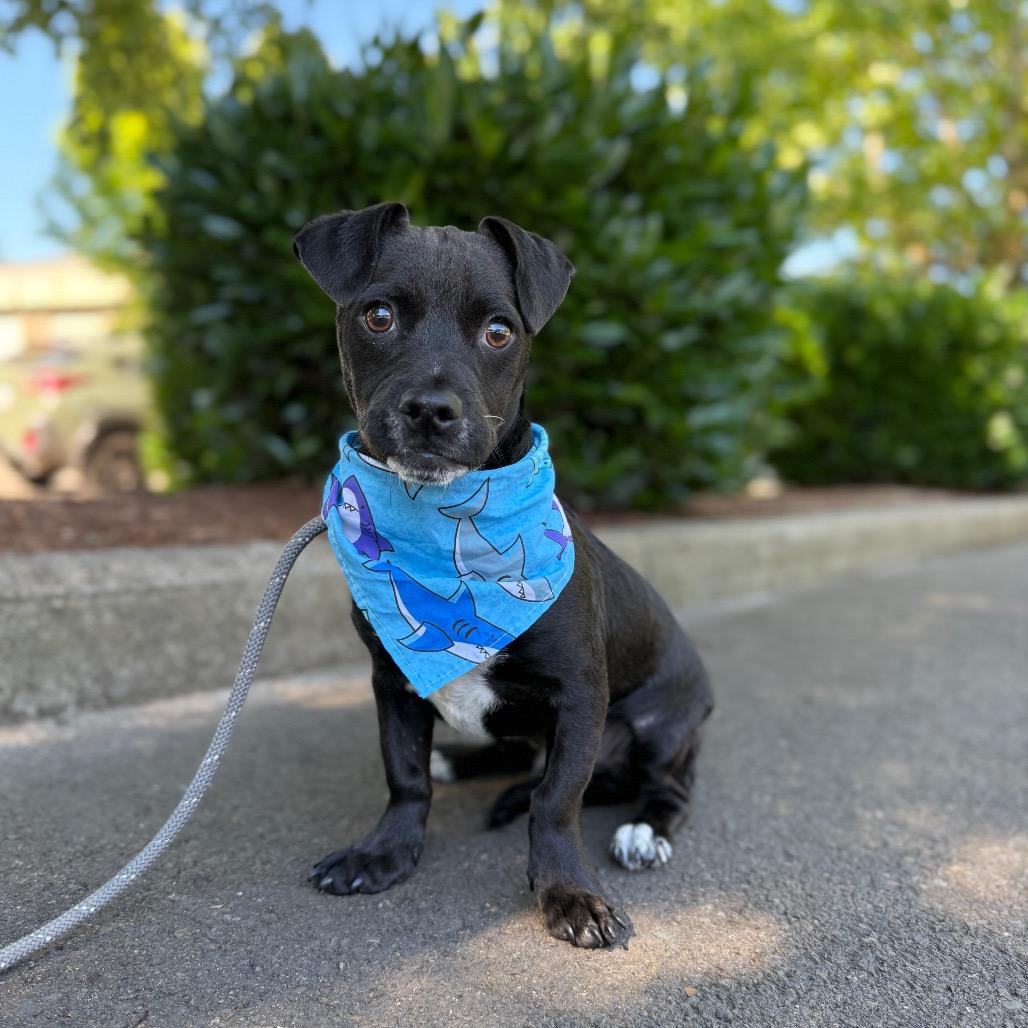 Atlantic, a Adoptable mixed breed in Newberg, OR image 3/6