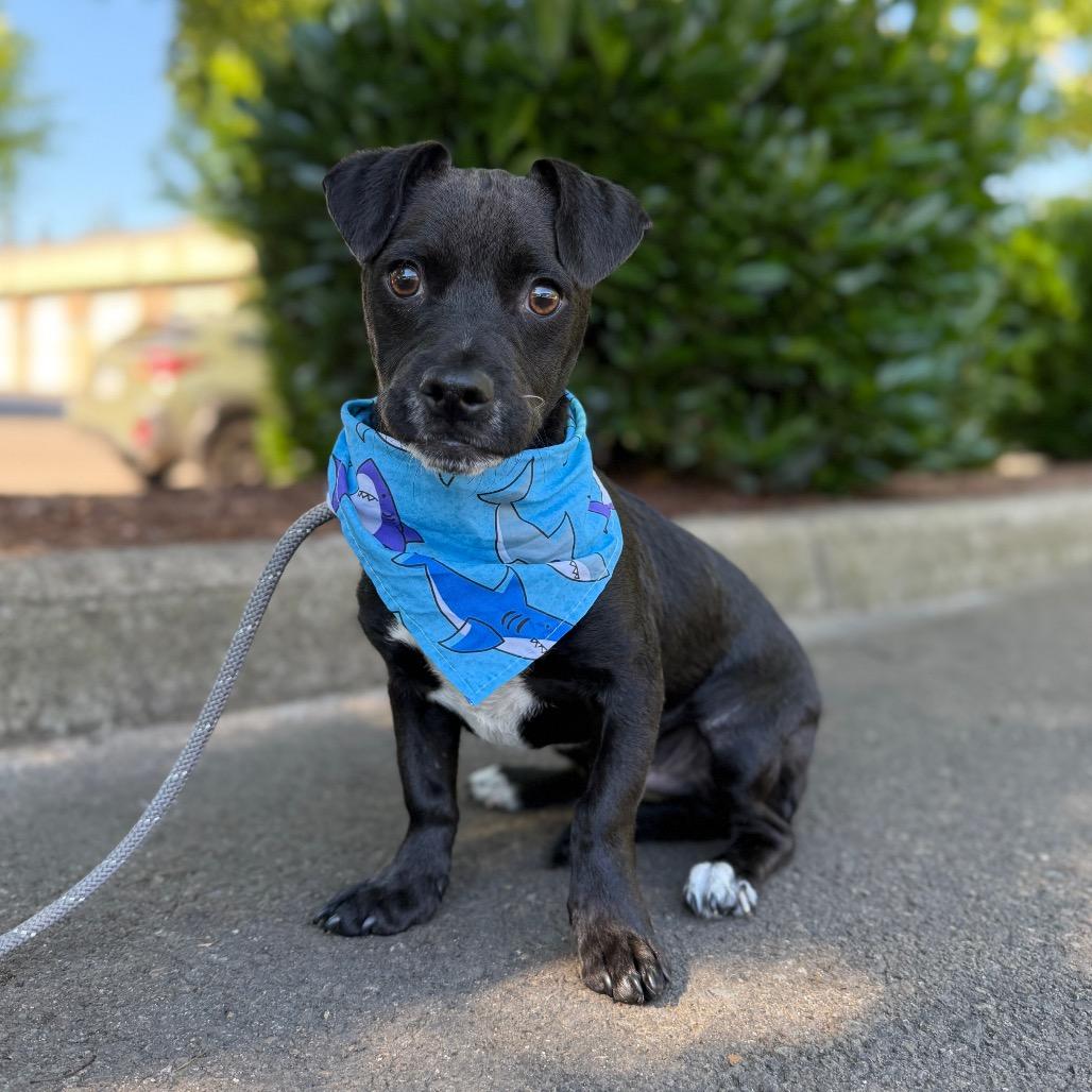 Atlantic, a Adoptable mixed breed in Newberg, OR image 4/6