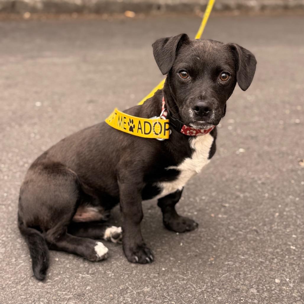 Atlantic, a Adoptable mixed breed in Newberg, OR image 5/6