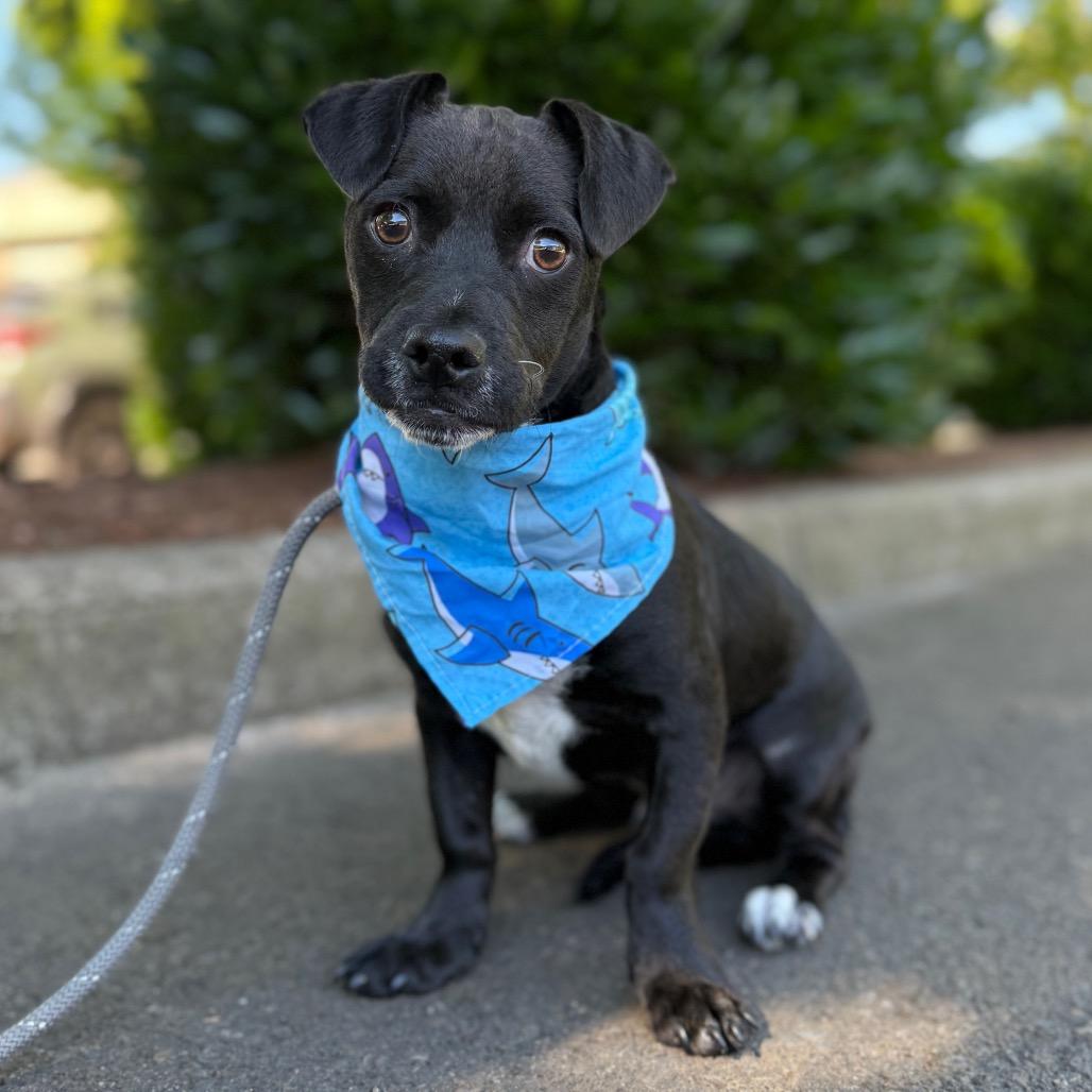 Atlantic, a Adoptable mixed breed in Newberg, OR image 6/6