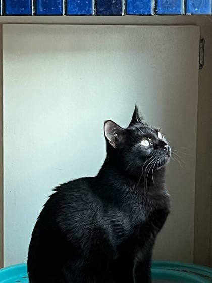 Cauldron, a Adoptable Domestic Short Hair in Edmond, OK image 1/2