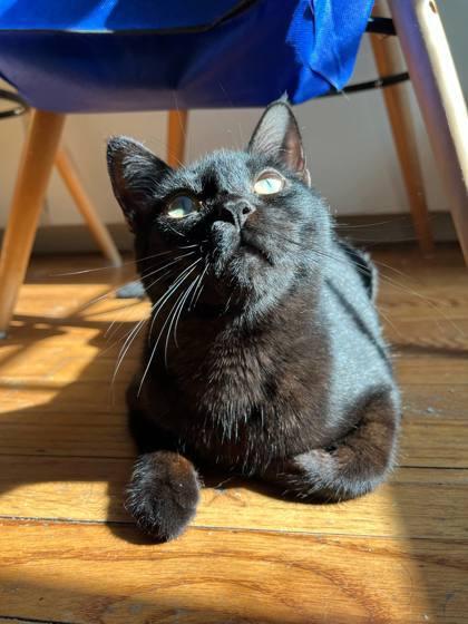 Cauldron, a Adoptable Domestic Short Hair in Edmond, OK image 2/2