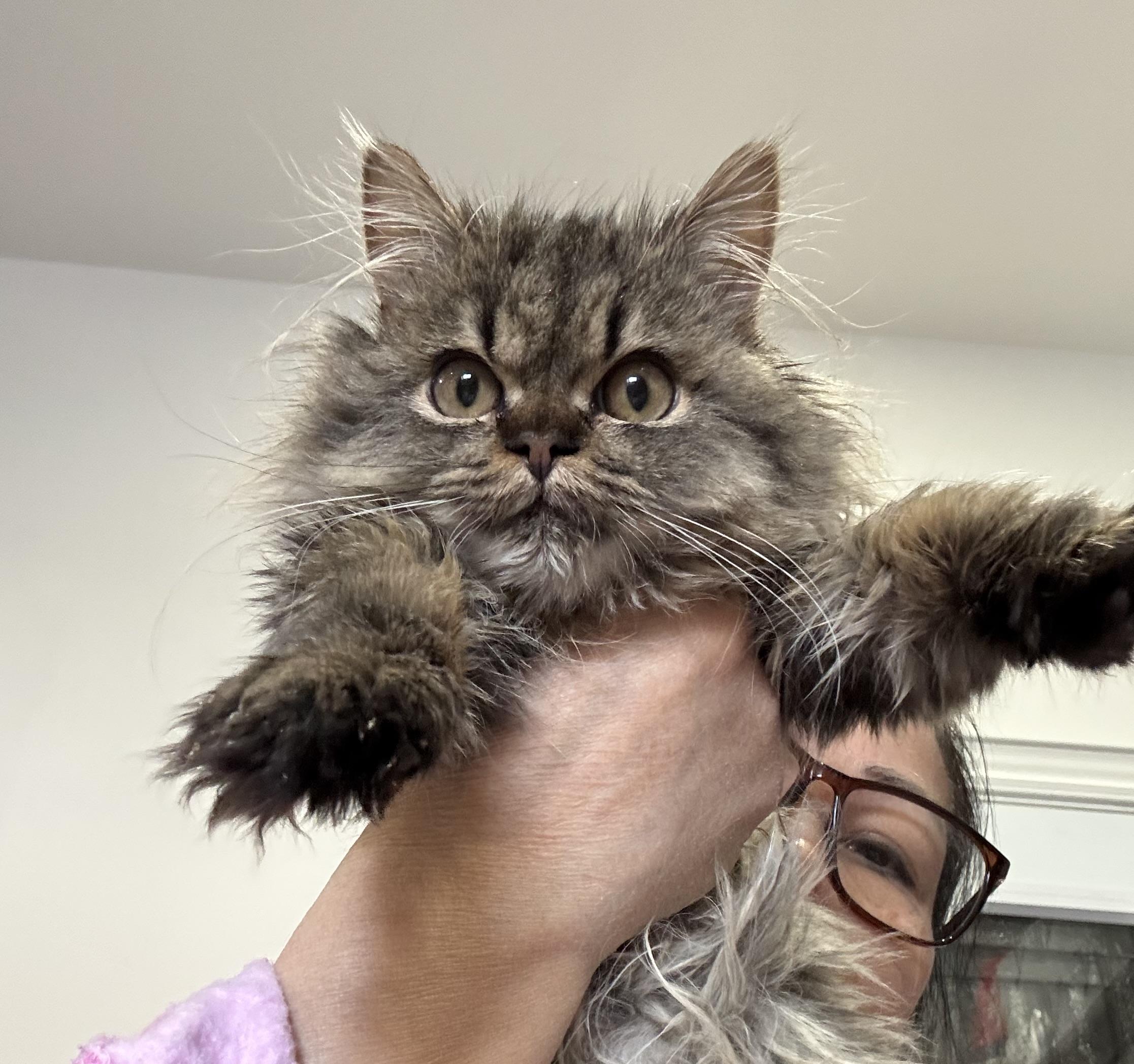 Enlarge Appleton- Barry Robins, an adopted mixed breed in Brampton, ON image 1/6