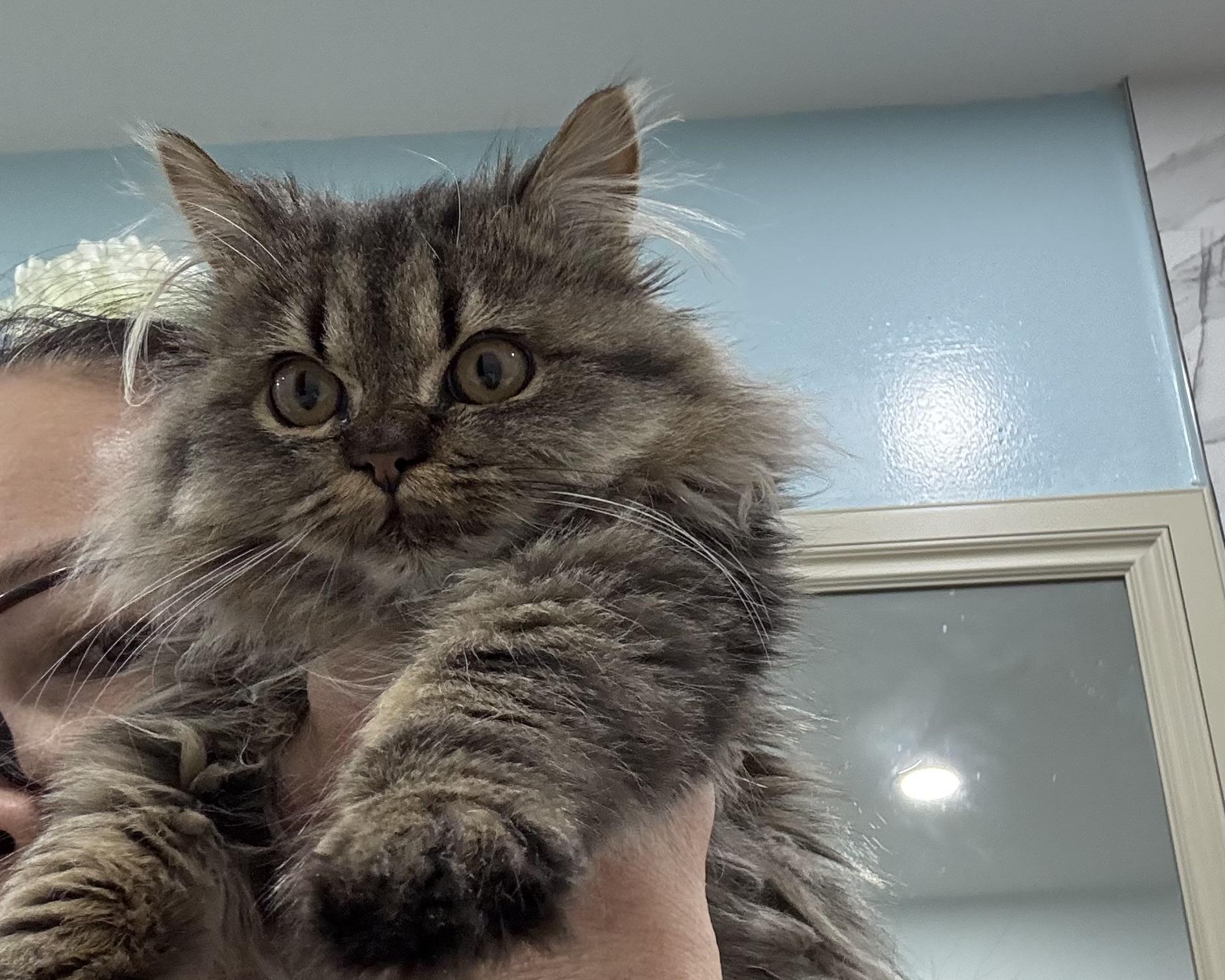 Enlarge Appleton- Barry Robins, an adopted mixed breed in Brampton, ON image 2/6