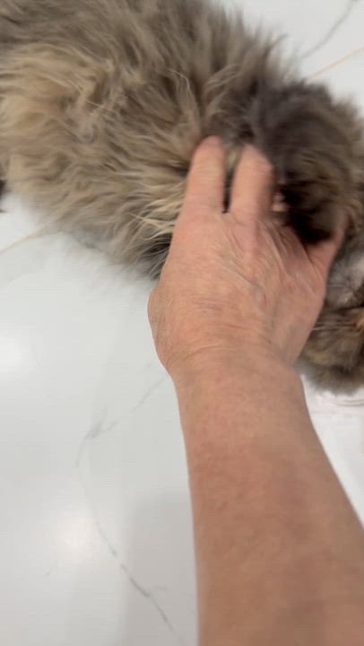 Enlarge Appleton- Barry Robins, an adopted mixed breed in Brampton, ON video 3/6