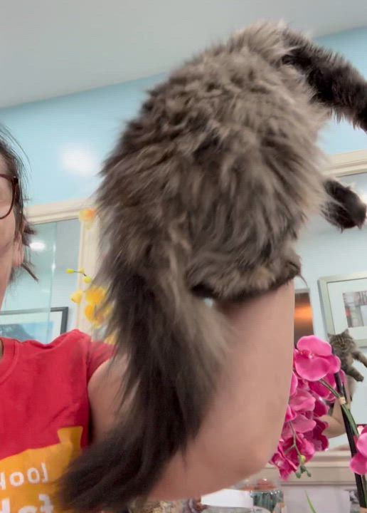 Enlarge Appleton- Barry Robins, an adopted mixed breed in Brampton, ON video 4/6