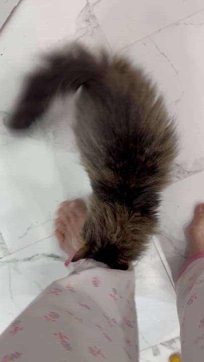 Enlarge Appleton- Barry Robins, an adopted mixed breed in Brampton, ON video 6/6