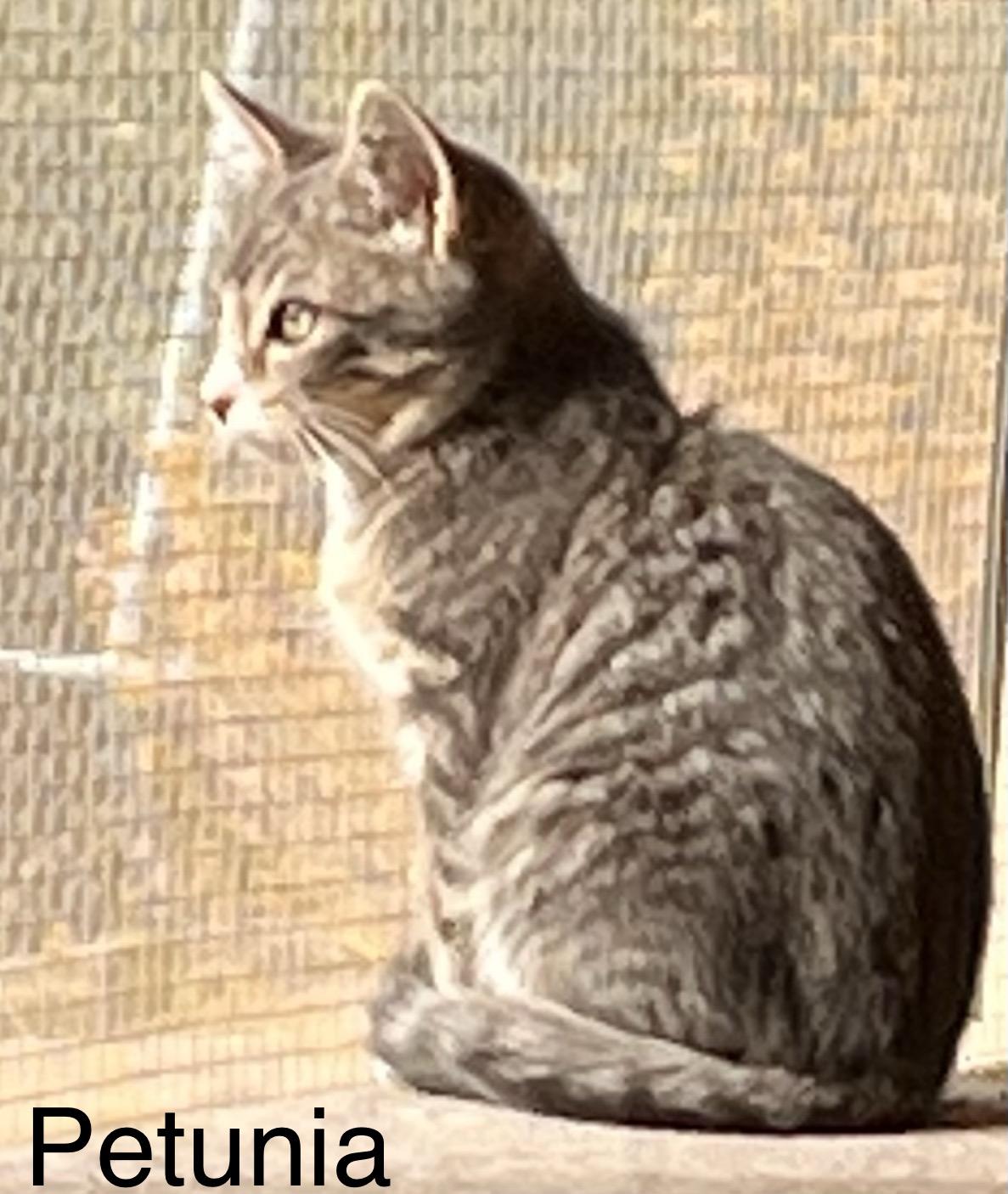 Petunia , Adoptable, Kitten Female American Shorthair & Domestic Short Hair.