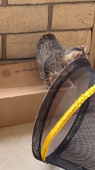 Enlarge Petunia , a Adoptable mixed breed in Moreno Valley, CA video 2/2