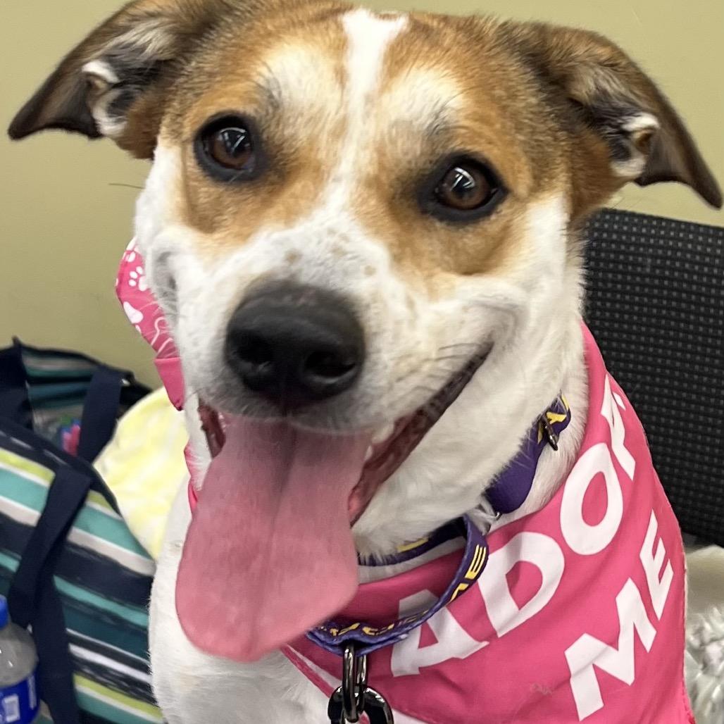 Bailey, Adoptable, Adult Female Mixed Breed.