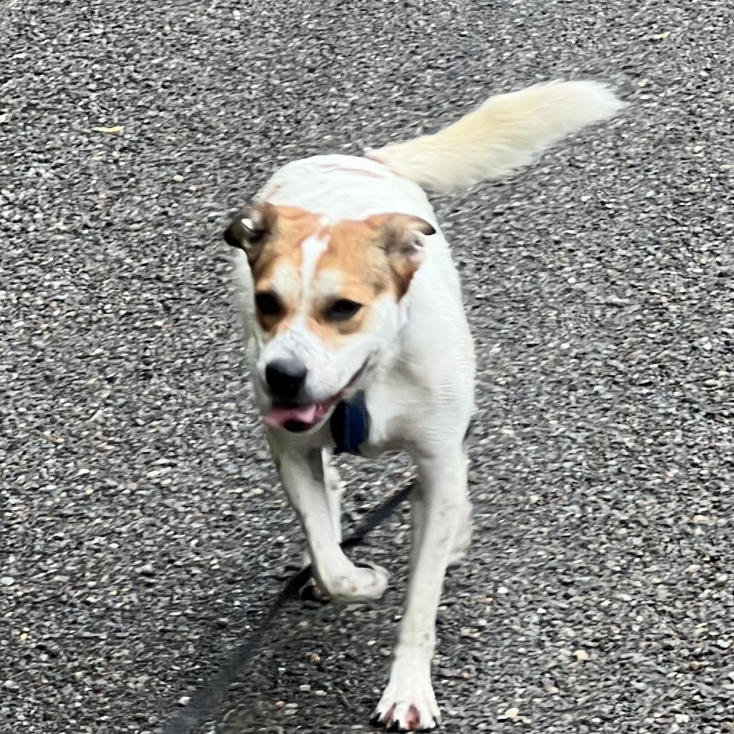 Bailey, a Adoptable Mixed Breed in Mansfield, PA image 2/6