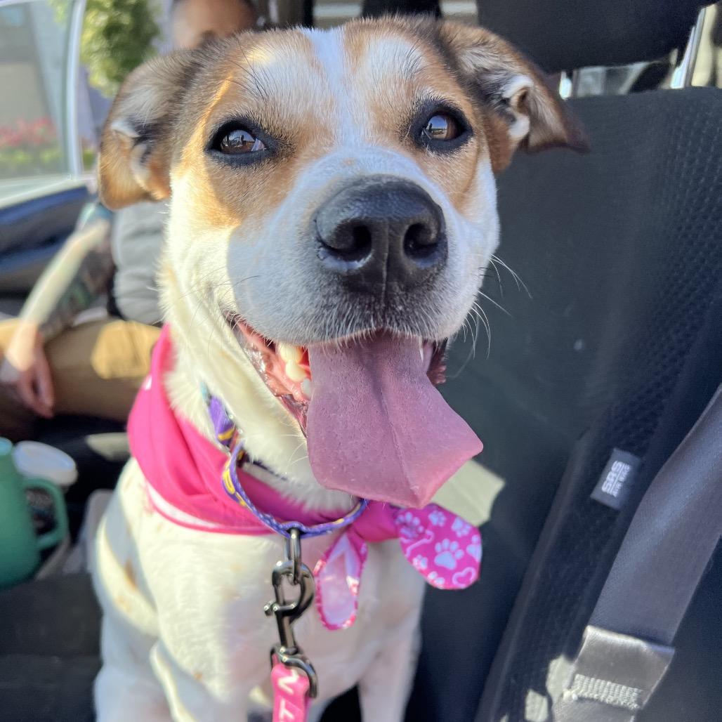 Bailey, a Adoptable Mixed Breed in Mansfield, PA image 3/6