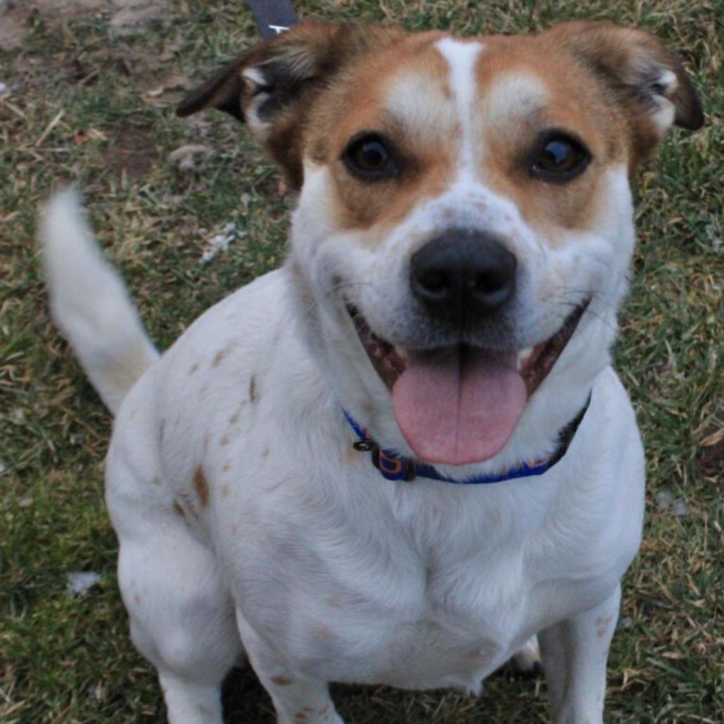 Bailey, a Adoptable Mixed Breed in Mansfield, PA image 4/6