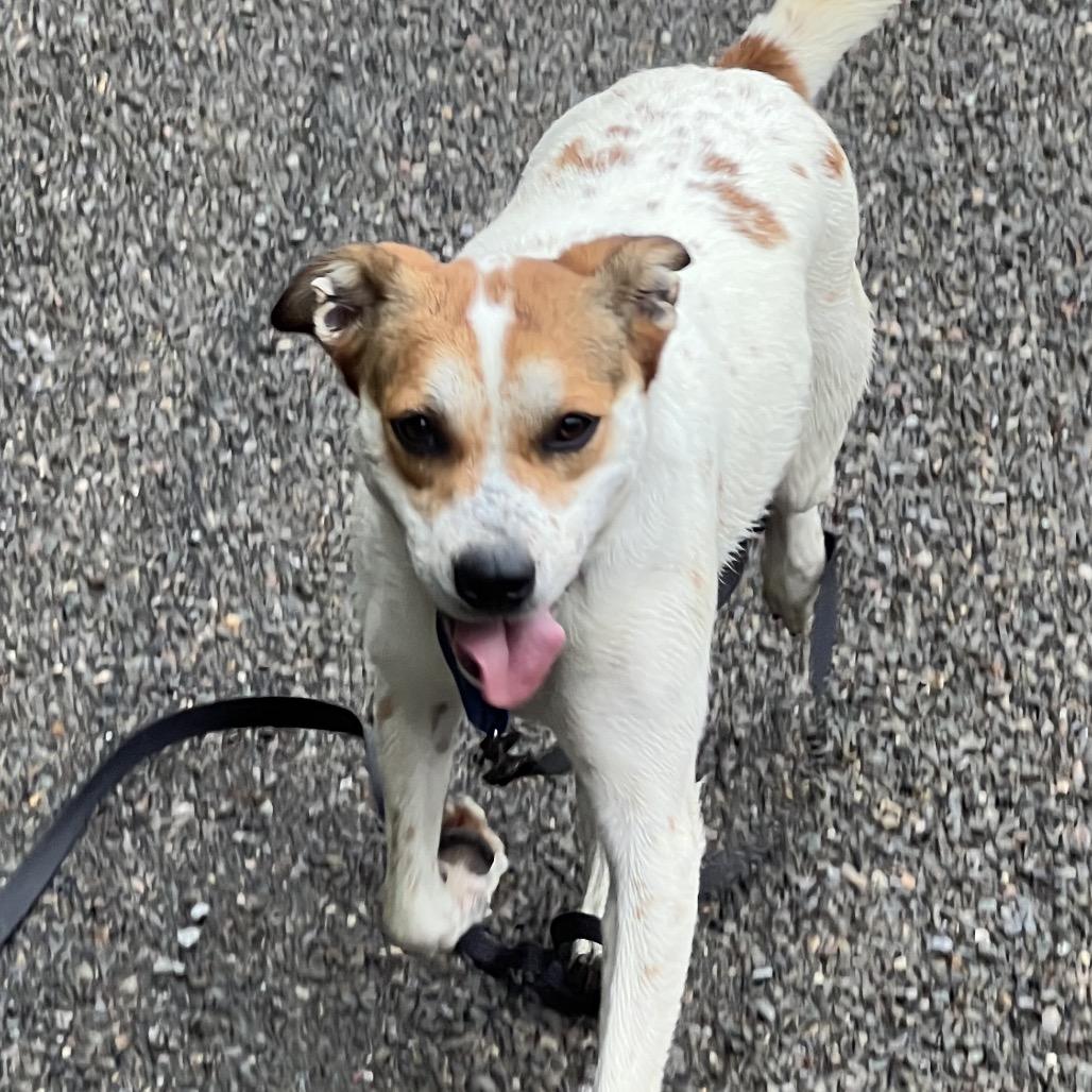 Bailey, a Adoptable Mixed Breed in Mansfield, PA image 5/6