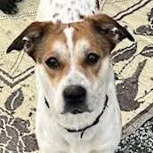 Bailey, a Adoptable Mixed Breed in Mansfield, PA image 6/6