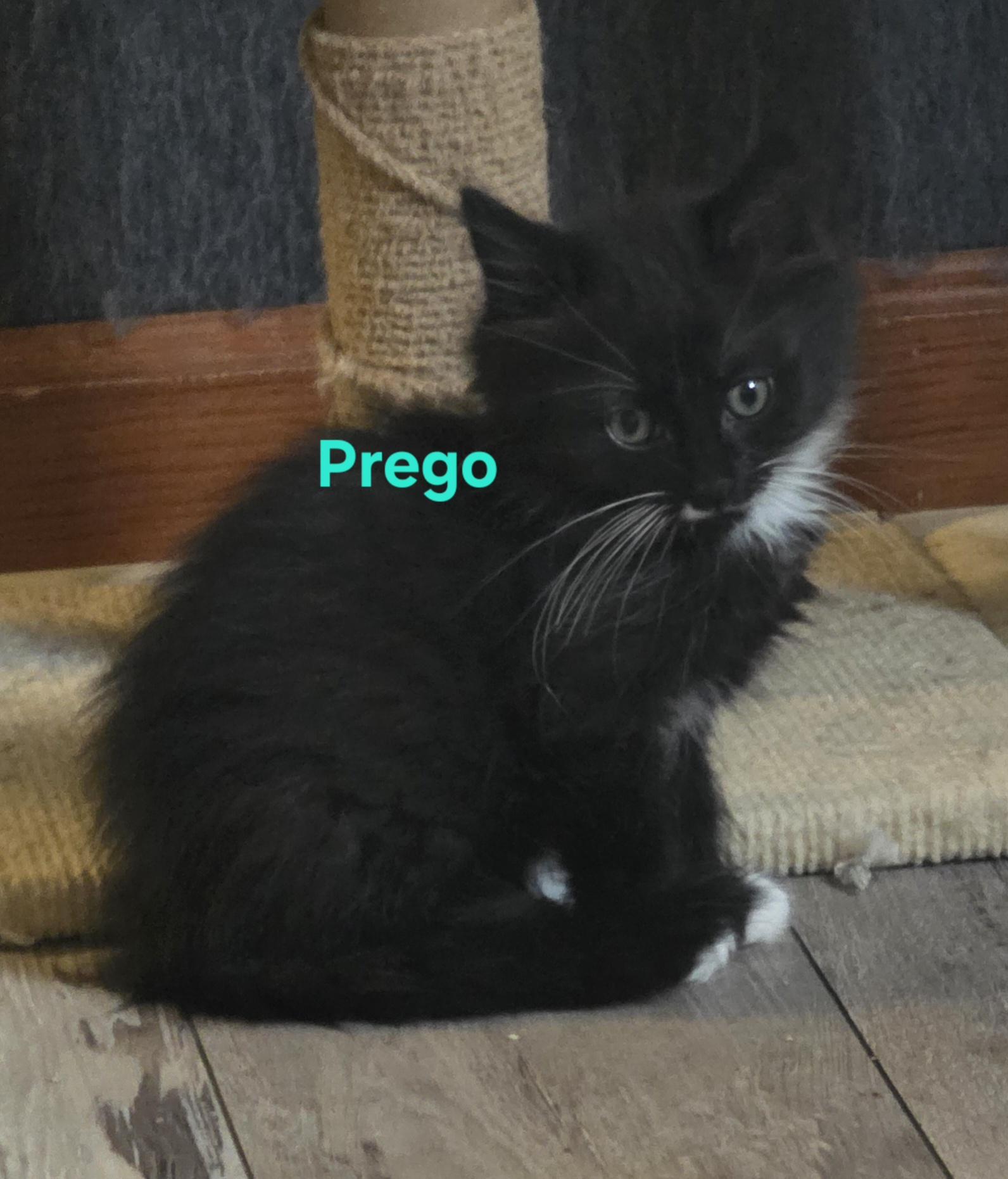 Prego, adopted, Kitten Male Tuxedo.