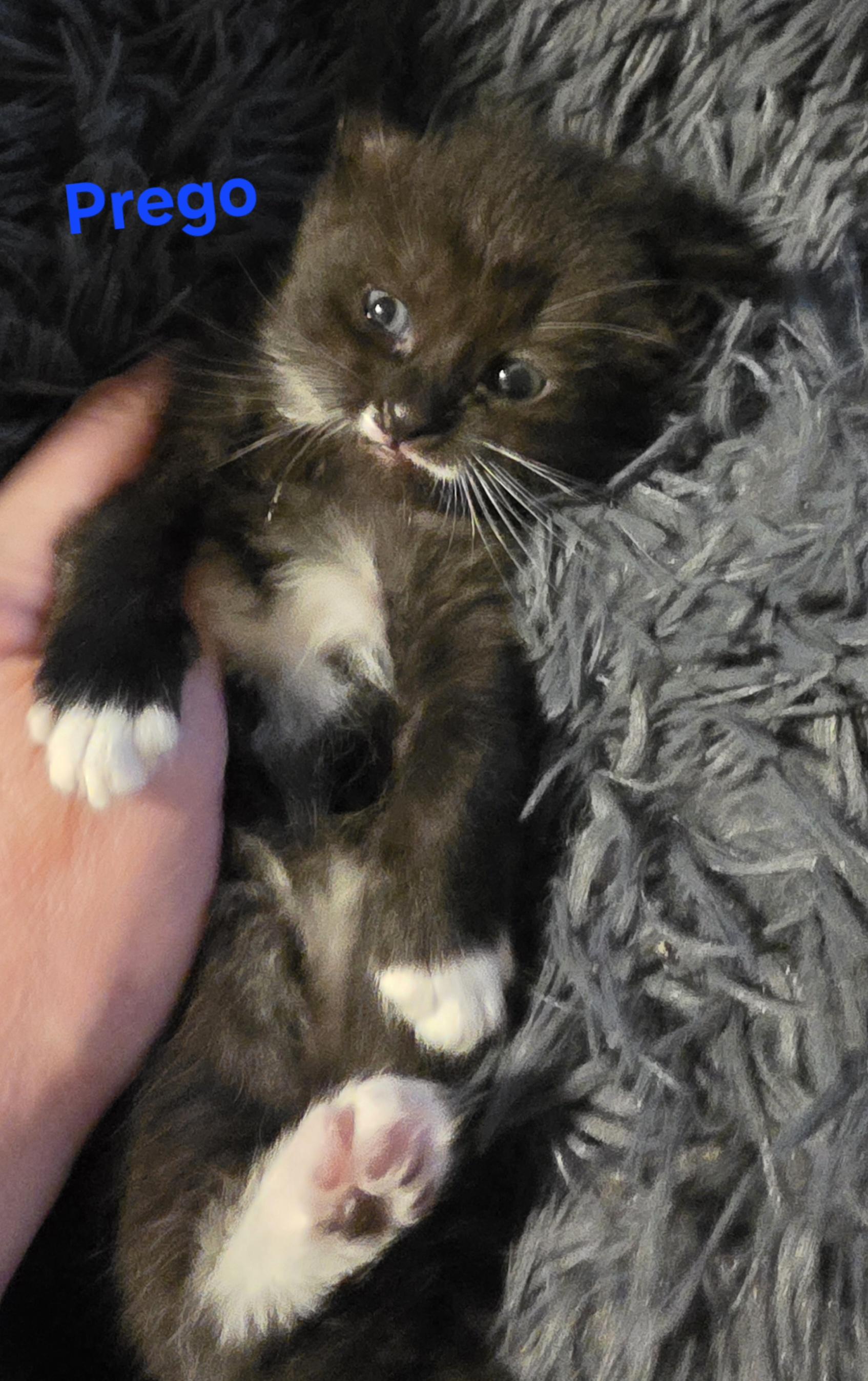 Prego, ADOPTABLE, Kitten Male Tuxedo.