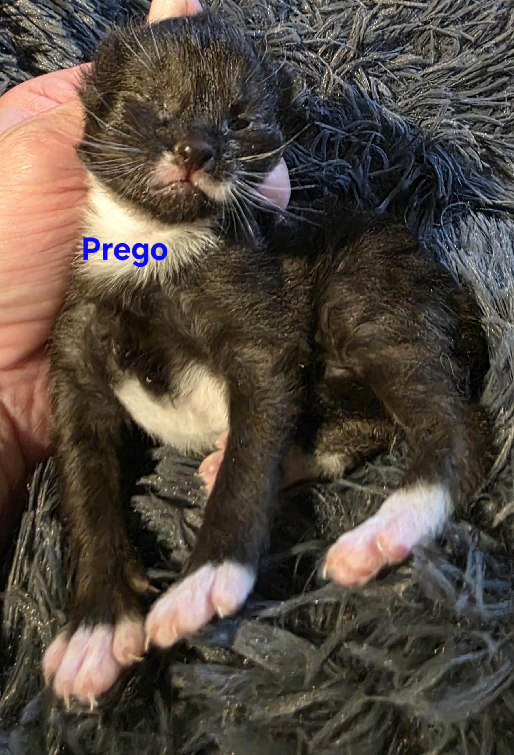 Prego, a ADOPTABLE Tuxedo in Jamesville, NY image 2/2