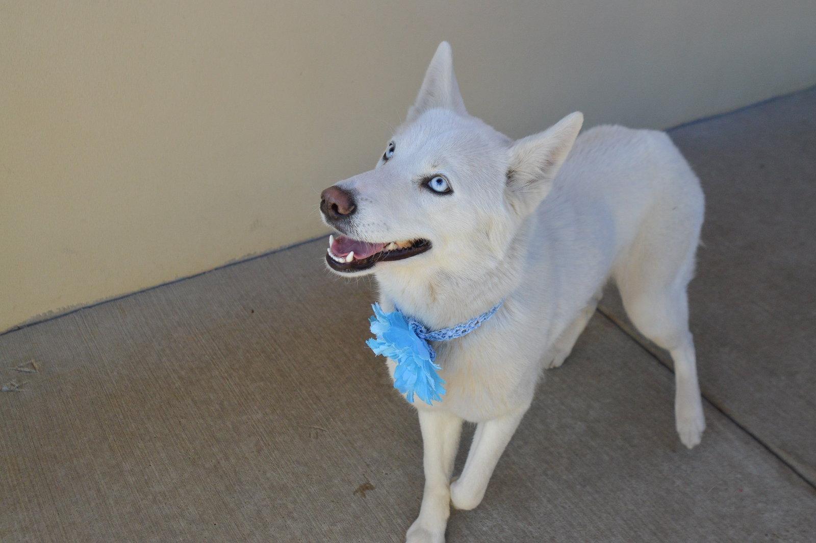 Enlarge Sprinkle Puff, a Adopted Husky in McKinney, TX image 1/3