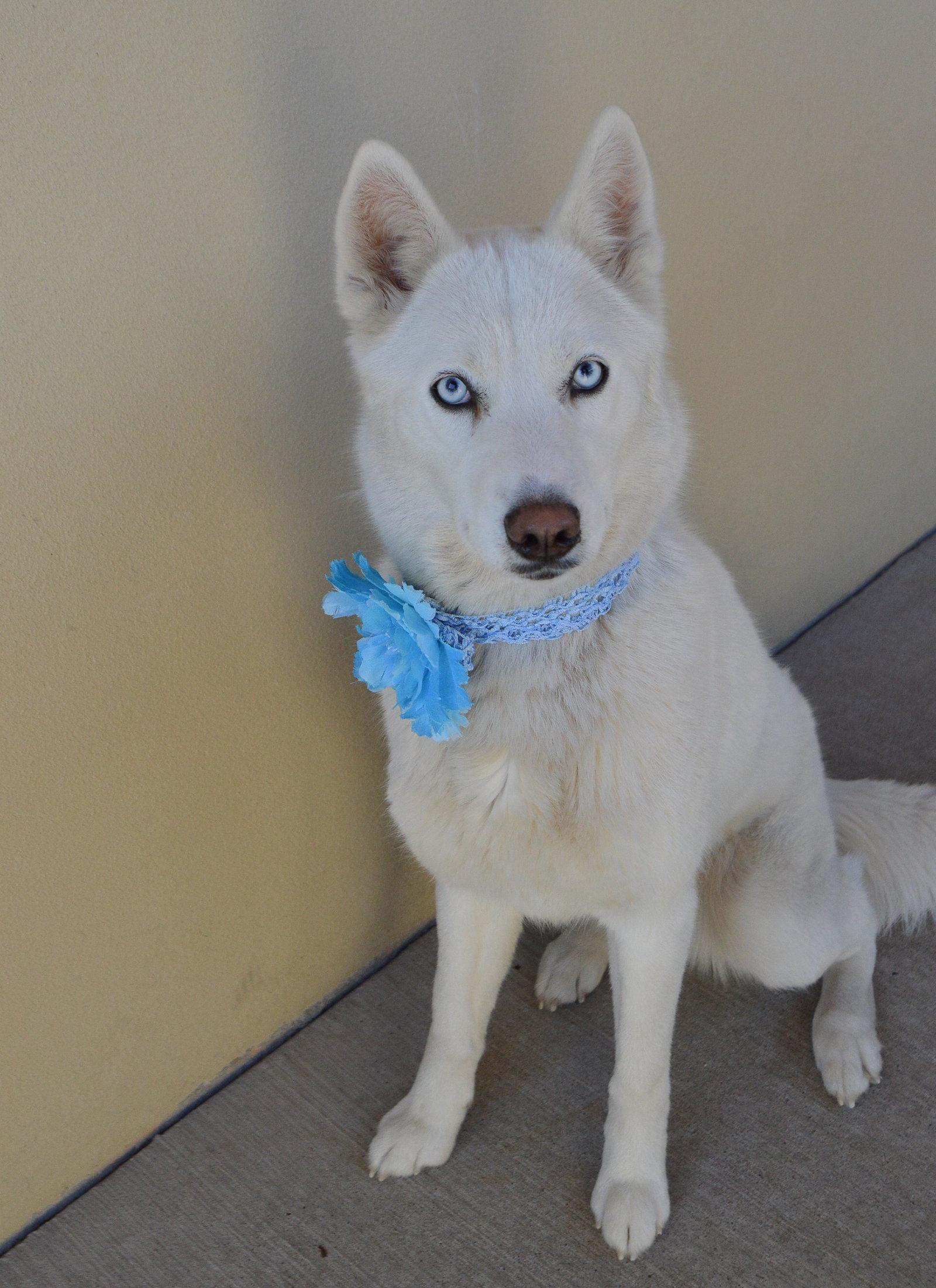 Enlarge Sprinkle Puff, a Adopted Husky in McKinney, TX image 2/3