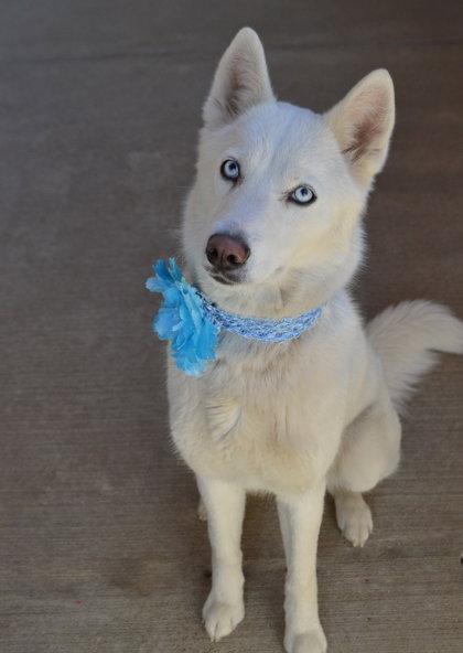 Enlarge Sprinkle Puff, a Adopted Husky in McKinney, TX image 3/3