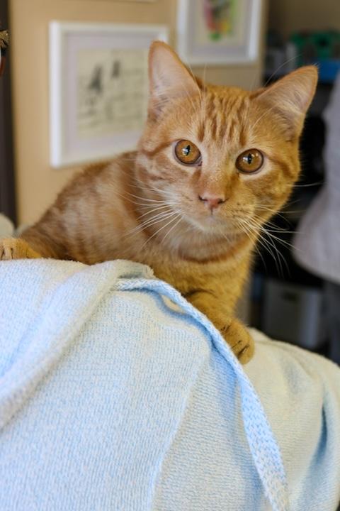 Enlarge Sardine, an adopted Domestic Short Hair in Denver, CO image 2/2