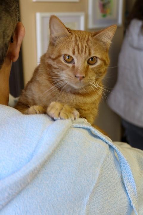 Sardine, adopted, Young Male Domestic Short Hair.