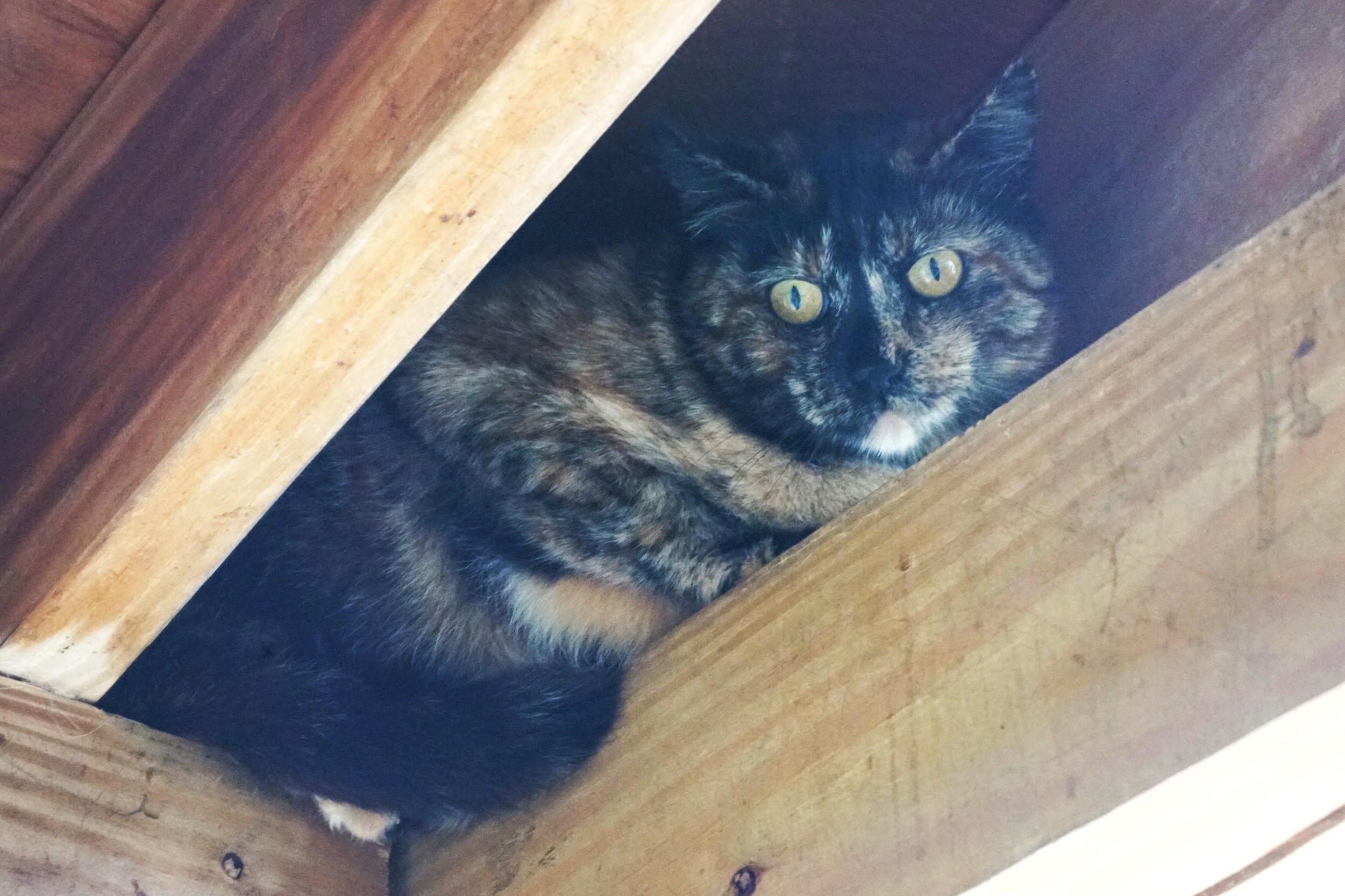 Trazia, Adult Female Torbie