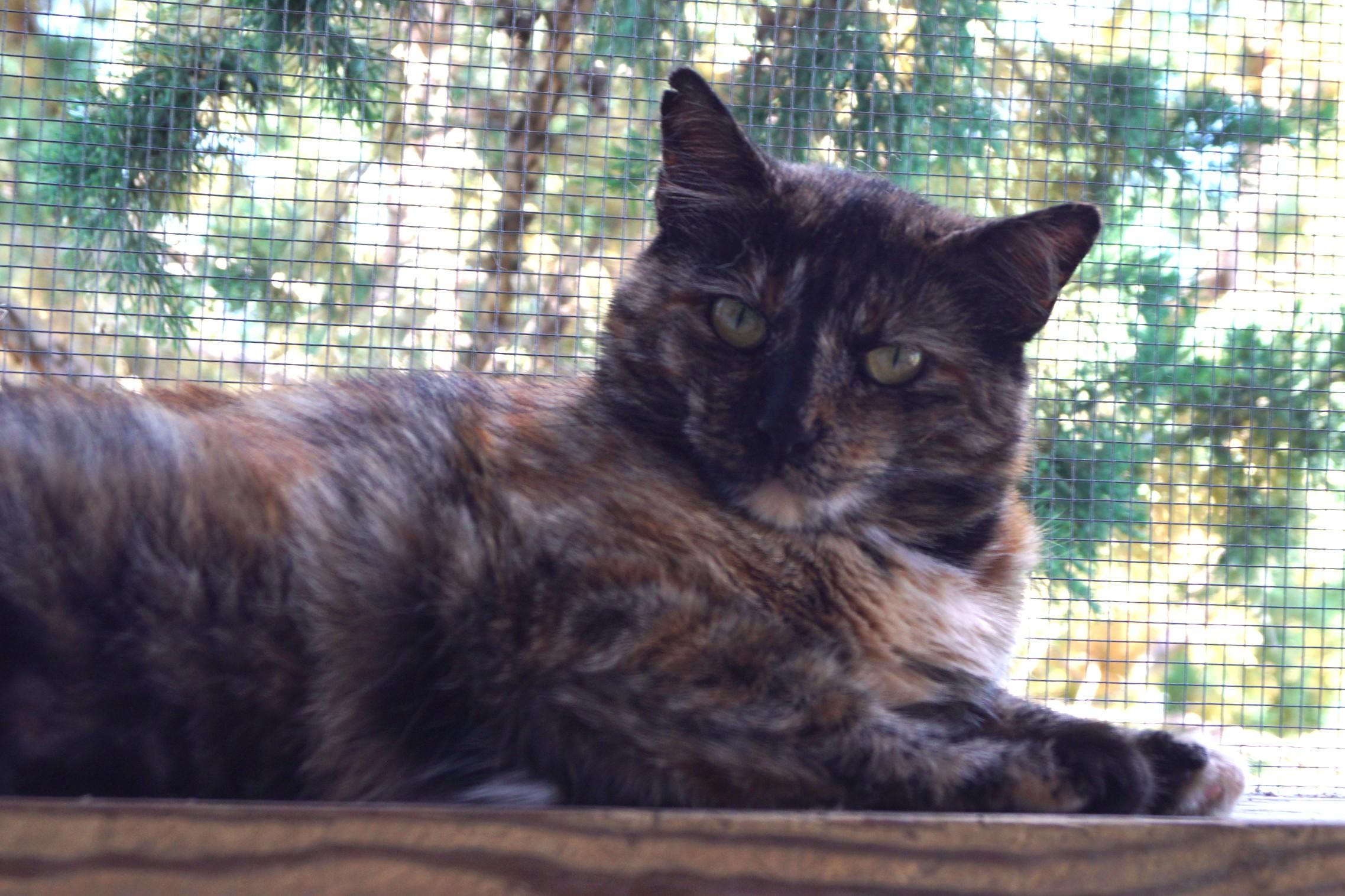 Trazia, Adoptable, Adult Female Torbie.