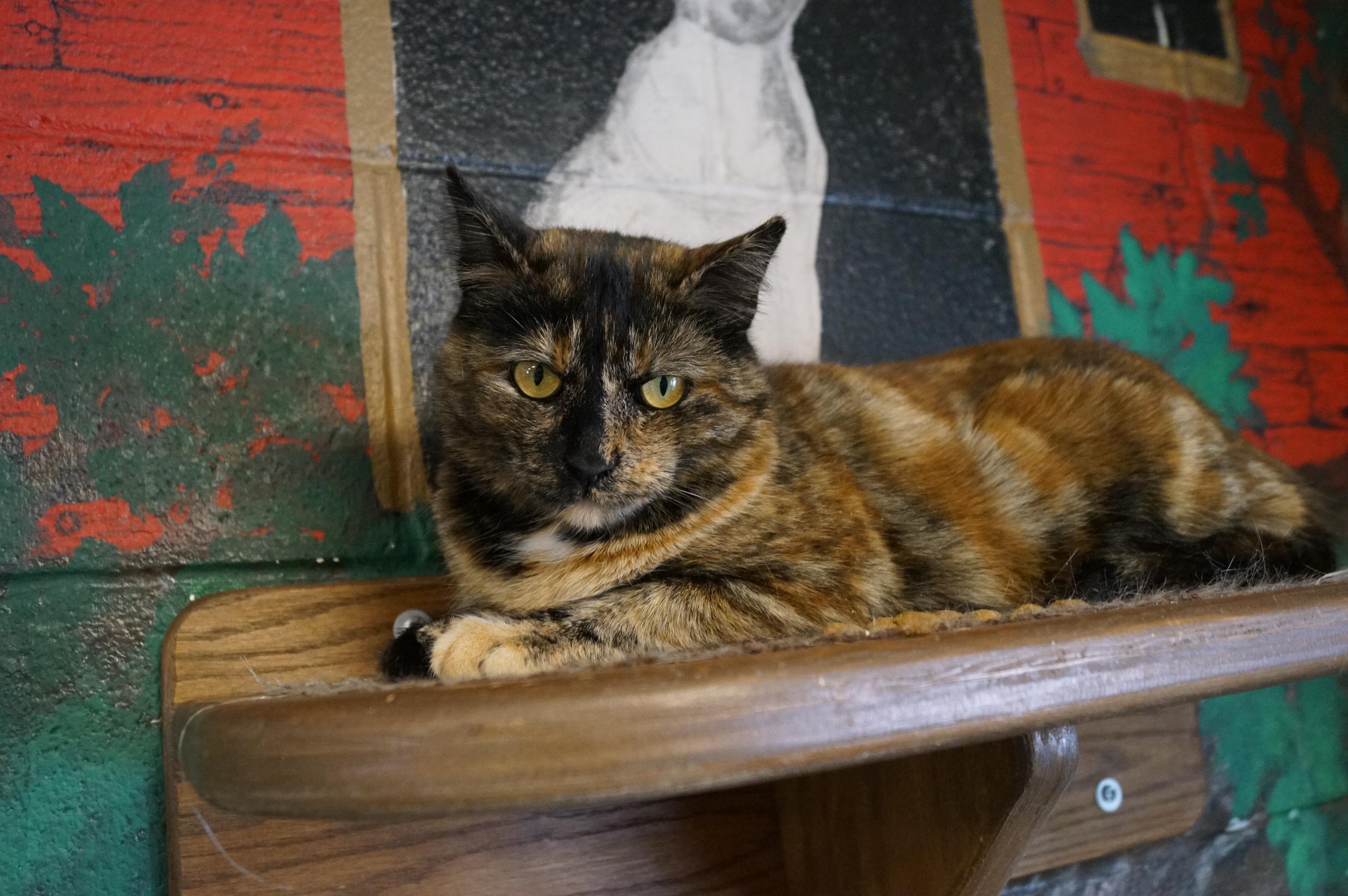 Trazia, a Adoptable Torbie in New Milford, CT image 6/6