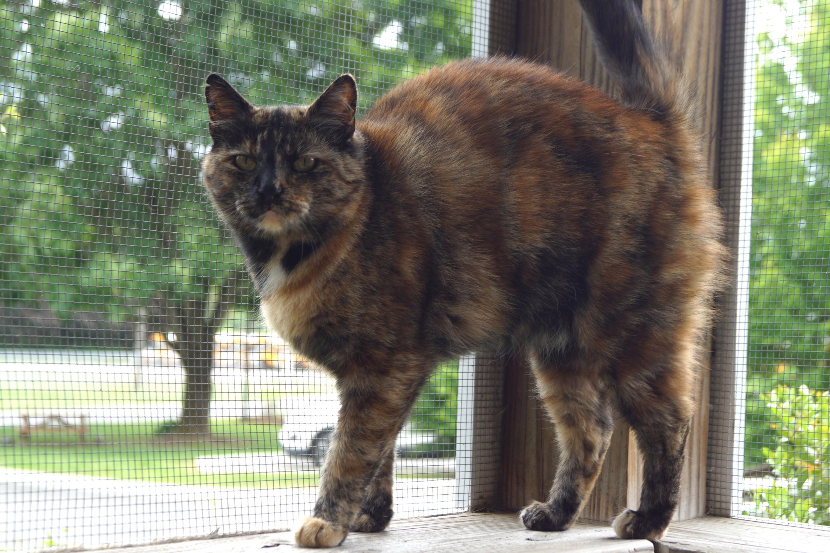 Trazia, a Adoptable Torbie in New Milford, CT image 2/6