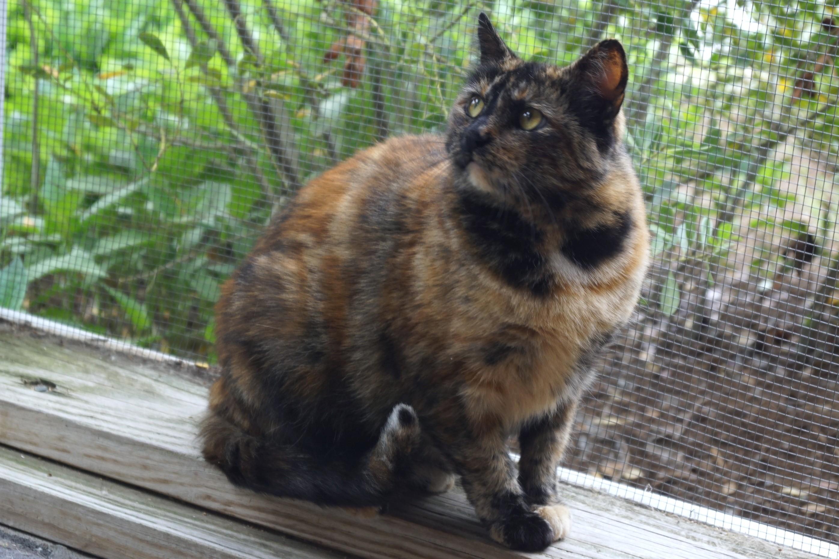 Trazia, a Adoptable Torbie in New Milford, CT image 5/6