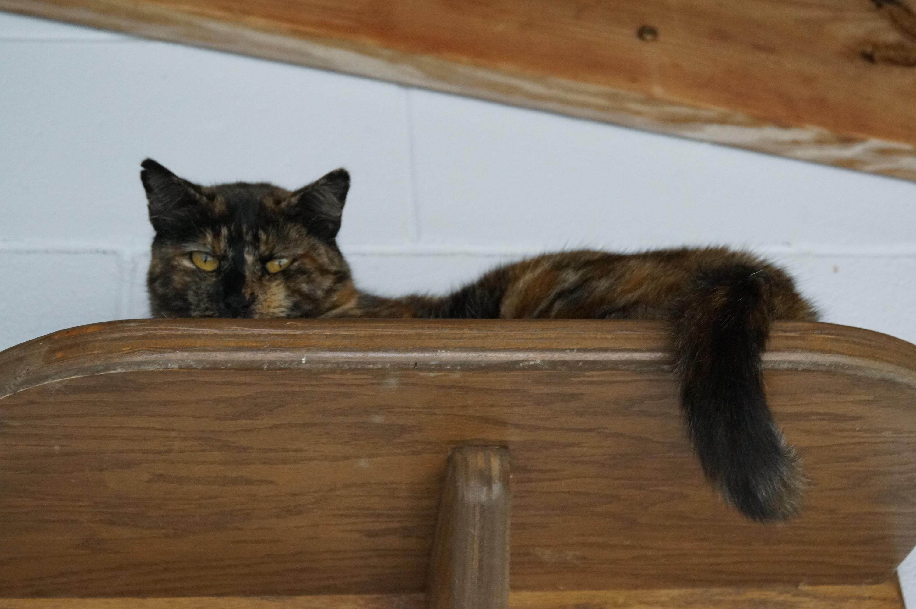 Trazia, a Adoptable Torbie in New Milford, CT image 4/6