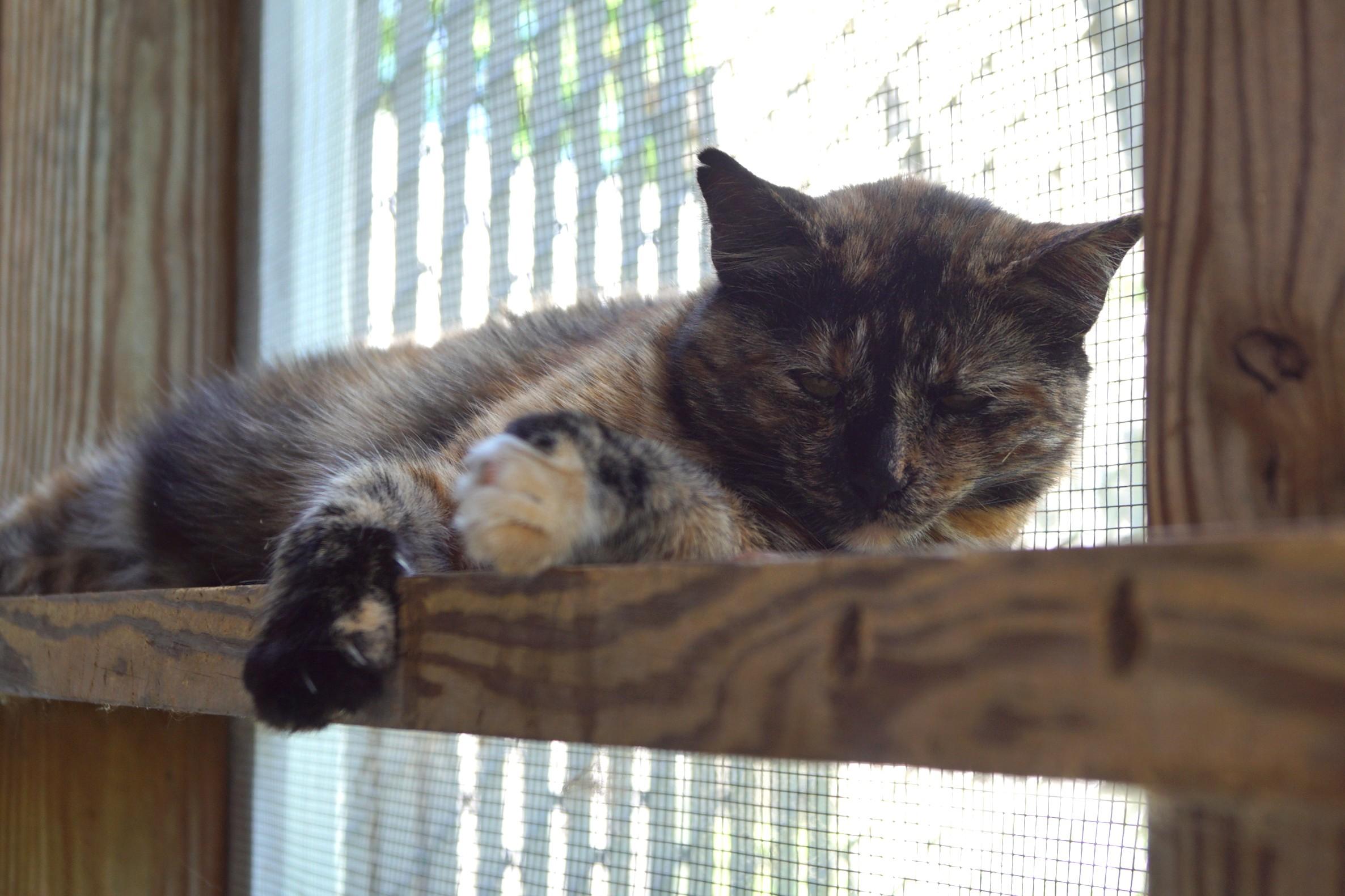 Trazia, a Adoptable Torbie in New Milford, CT image 3/6