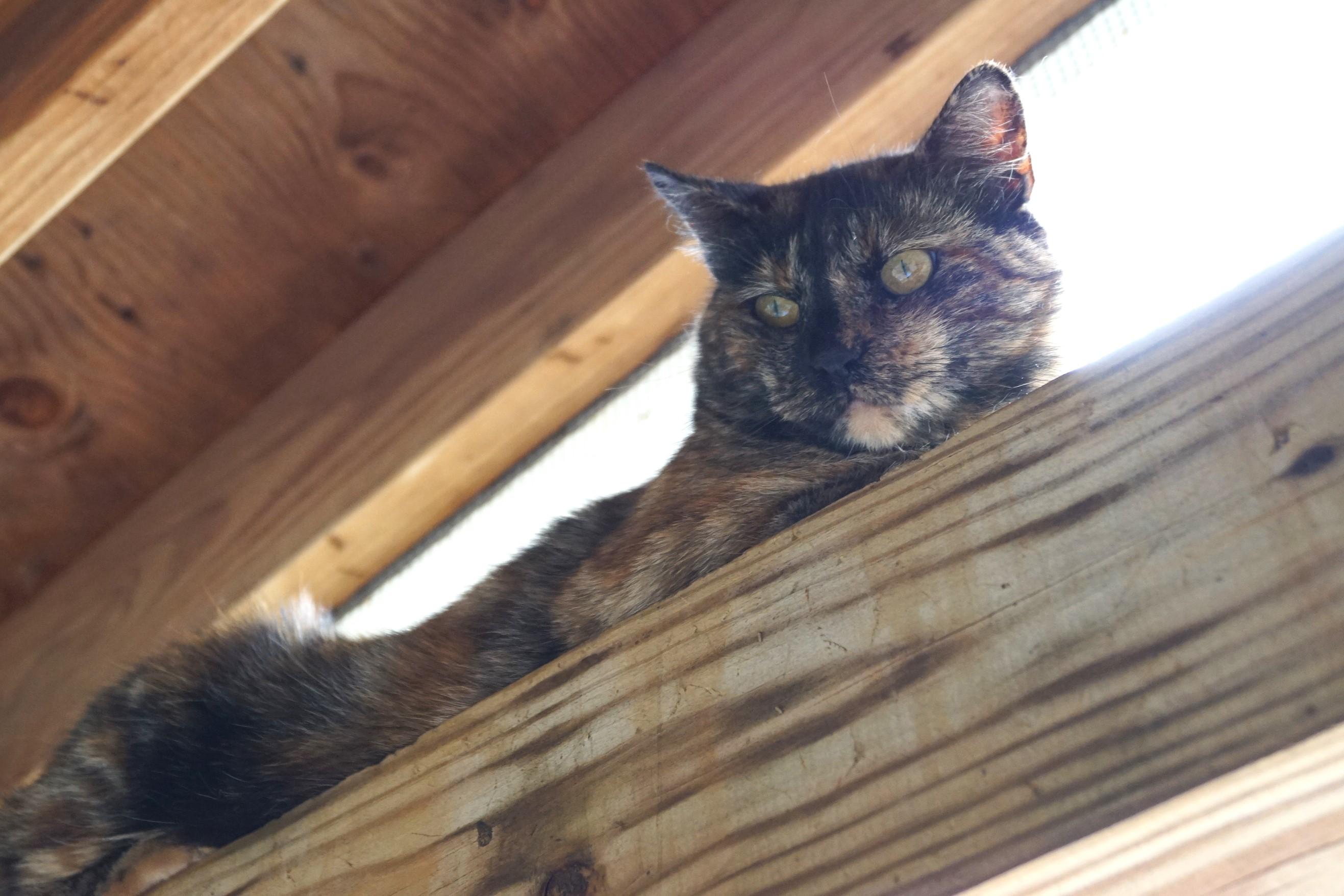 Trazia, a Adoptable Torbie in New Milford, CT image 1/6