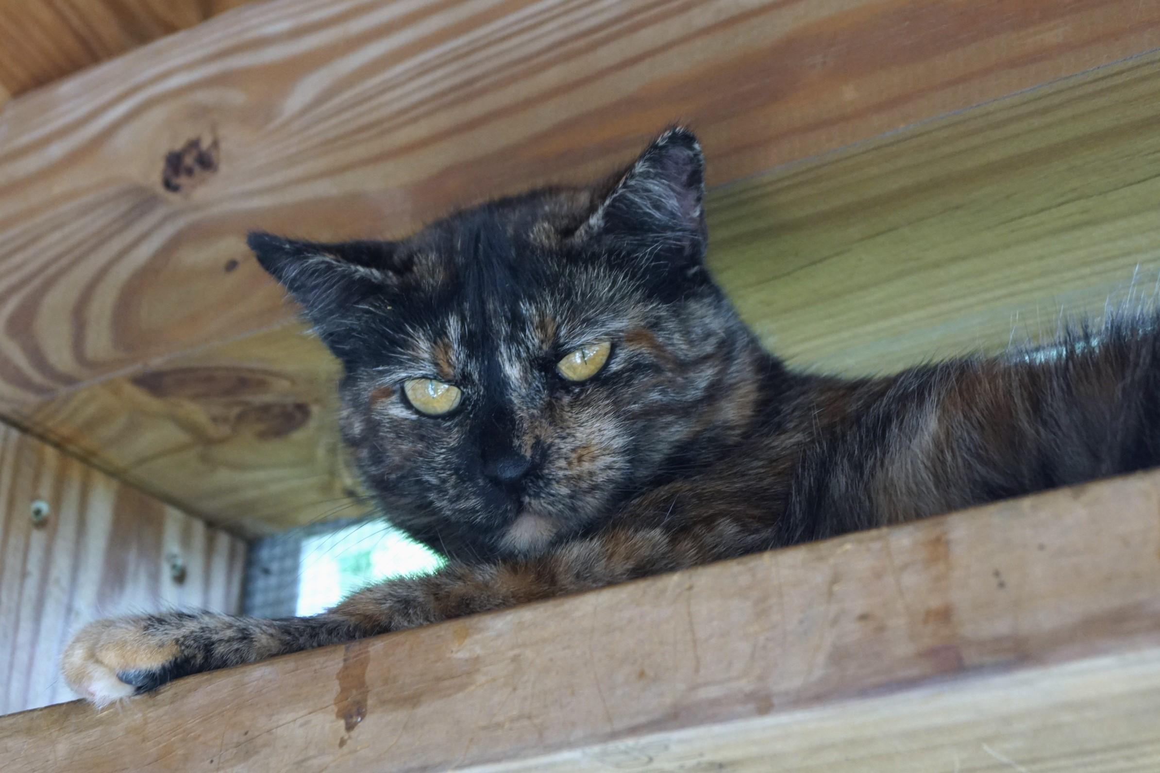 Trazia, a Adoptable Torbie in New Milford, CT image 3/6